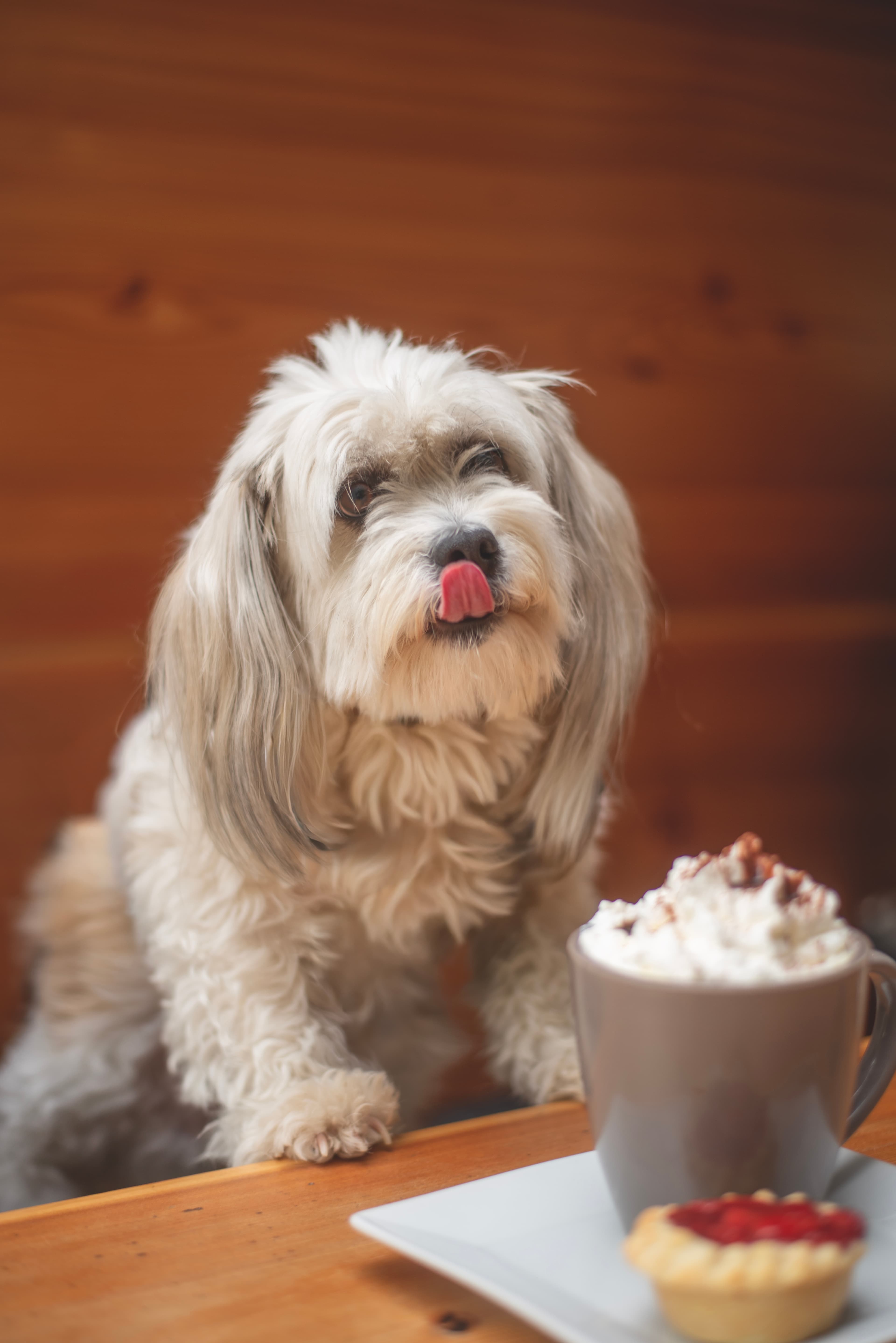 Small dog beside a cafe drink and pastry on a wooden table